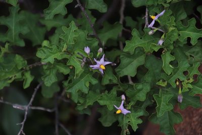 Solanum rubetorum, photographed by Tony Rebelo