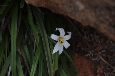 Xerophyta adendorffii, photographed by Tony Rebelo