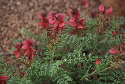 Indigofera comosa, photographed by Tony Rebelo