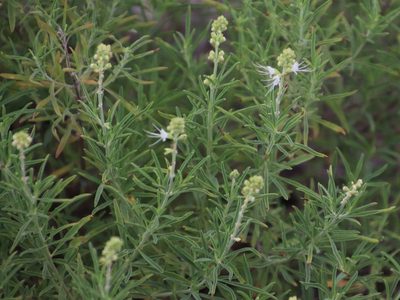 Ocimum angustifolium, photographed by Tony Rebelo