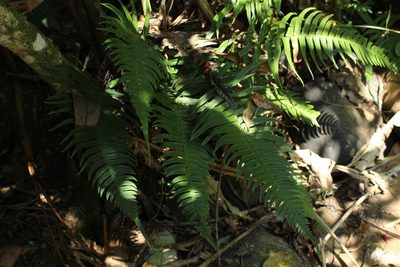 Blechnum occidentale, photographed by Andrés Ramírez-Barrera