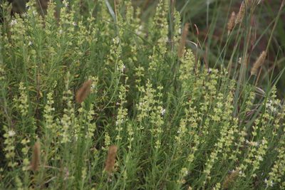 Ocimum angustifolium, photographed by Tony Rebelo