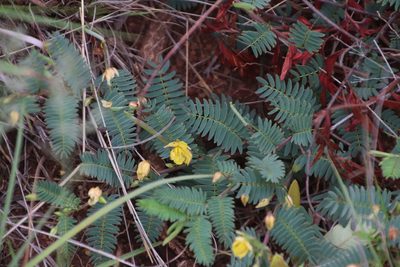 Chamaecrista biensis, photographed by Tony Rebelo