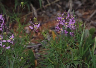 Cleome maculata, photographed by Tony Rebelo