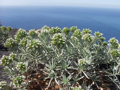 Echium brevirame, photographed by Ina Siebert