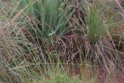 Urochloa serrata, photographed by Tony Rebelo