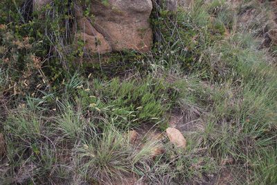 Anthospermum rigidum, photographed by Tony Rebelo