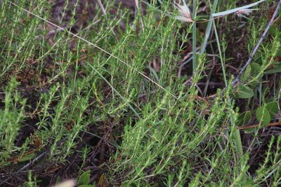 Anthospermum rigidum, photographed by Tony Rebelo