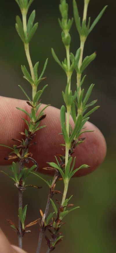 Anthospermum rigidum, photographed by Tony Rebelo