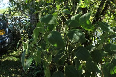 Miconia aeruginosa, photographed by Andrés Ramírez-Barrera