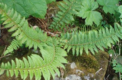 Polystichum andersonii, photographed by Lindsey K. Wise