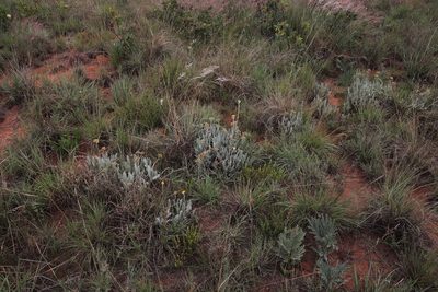 Helichrysum acutatum, photographed by Tony Rebelo