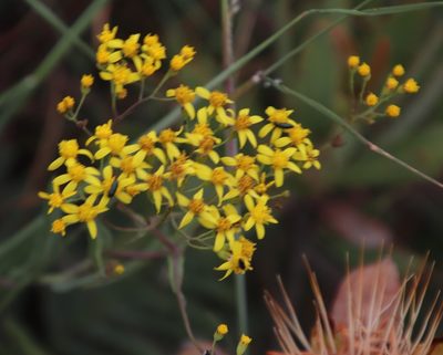 Senecio venosus, photographed by Tony Rebelo