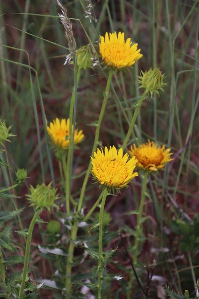 Berkheya seminivea, photographed by Tony Rebelo
