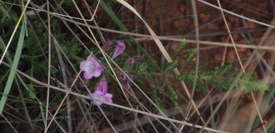 Graderia subintegra, photographed by Tony Rebelo