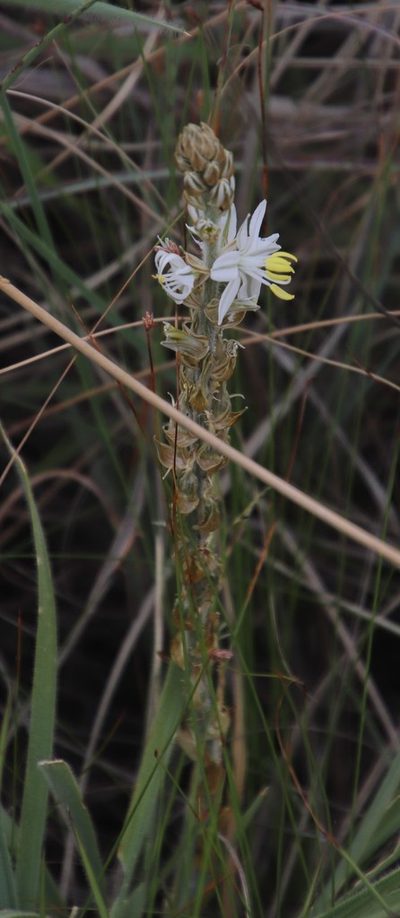Chlorophytum transvaalense, photographed by Tony Rebelo
