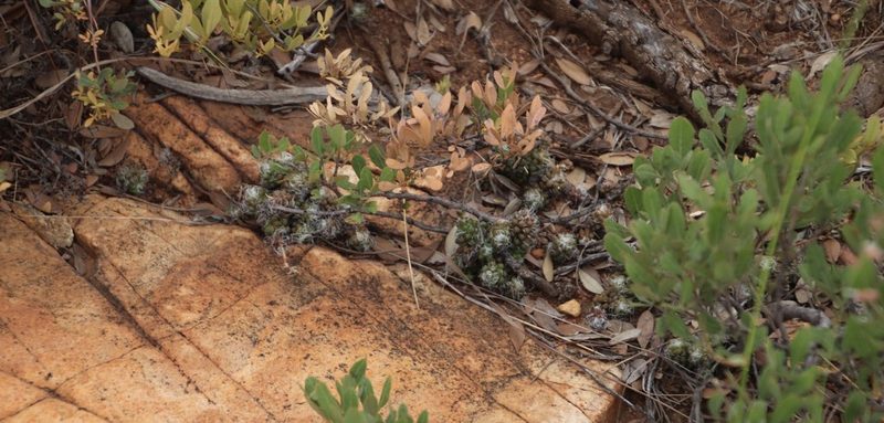 Anacampseros decapitata, photographed by Tony Rebelo