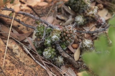 Anacampseros decapitata, photographed by Tony Rebelo