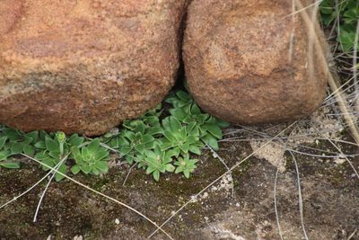 Craterostigma wilmsii, photographed by Tony Rebelo