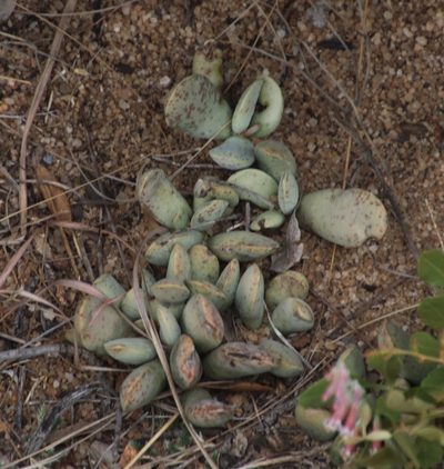 Adromischus umbraticola, photographed by Tony Rebelo
