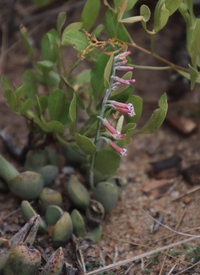 Adromischus umbraticola, photographed by Tony Rebelo
