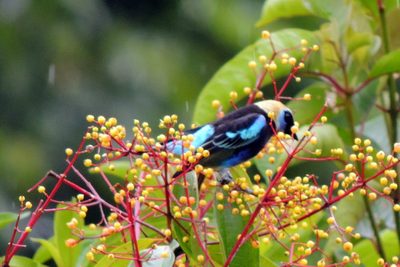 Miconia longifolia, photographed by Vijay Barve