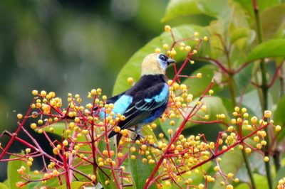 Miconia longifolia, photographed by Vijay Barve