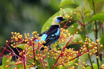 Miconia longifolia, photographed by Vijay Barve