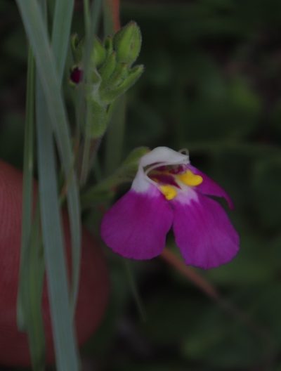 Craterostigma wilmsii, photographed by Tony Rebelo
