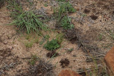 Cyperus rupestris, photographed by Tony Rebelo
