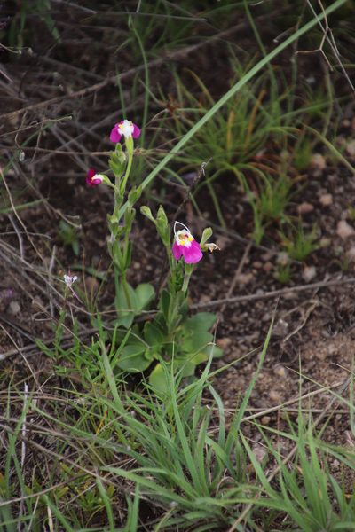 Craterostigma wilmsii, photographed by Tony Rebelo