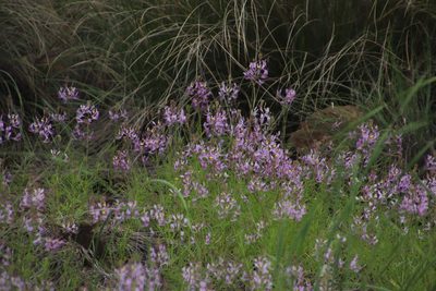 Cleome maculata, photographed by Tony Rebelo