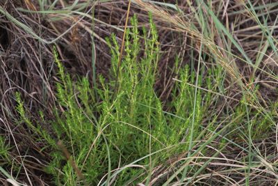 Anthospermum rigidum, photographed by Tony Rebelo