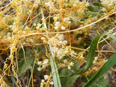 Cuscuta tuberculata, photographed by Amy