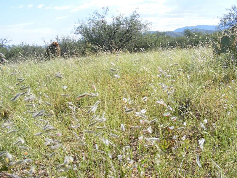 Bouteloua parryi, photographed by Amy
