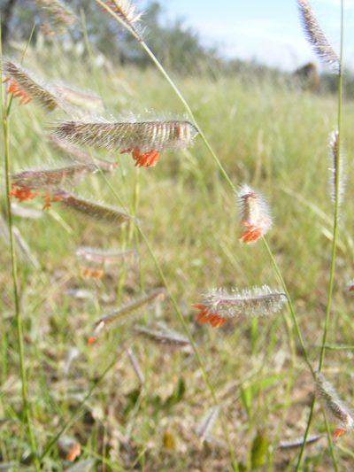 Bouteloua parryi, photographed by Amy