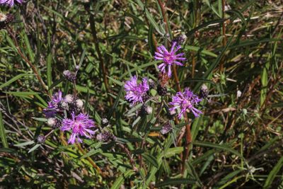 Lessingianthus rubricaulis, photographed by Romi Galeota Lencina