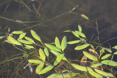 Potamogeton octandrus, photographed by Richard Fuller