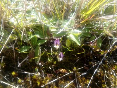 Carmichaelia uniflora, photographed by darmozrac