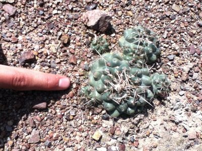 Coryphantha vogtherriana, photographed by Alejandro Gómez Maya