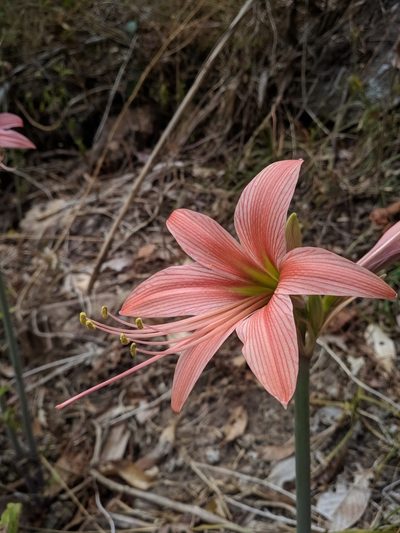 Hippeastrum stylosum, photographed by Macelo Costa