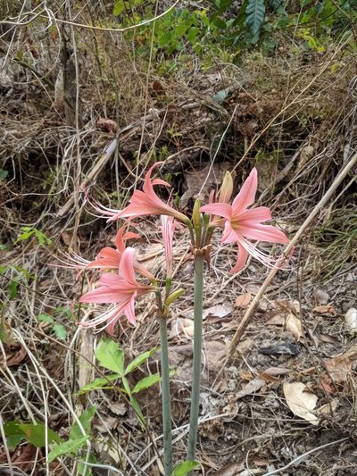 Hippeastrum stylosum, photographed by Macelo Costa