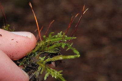 Entodon cladorrhizans, photographed by Quinten Wiegersma