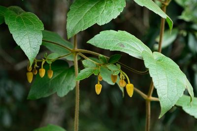 Clematis leschenaultiana, photographed by 國立臺灣博物館