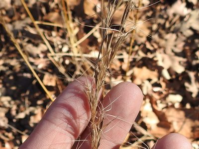 Aristida lanosa, photographed by Sam Kieschnick
