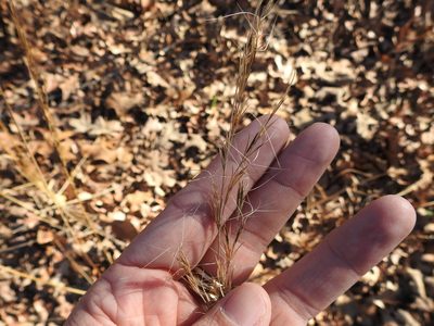 Aristida lanosa, photographed by Sam Kieschnick