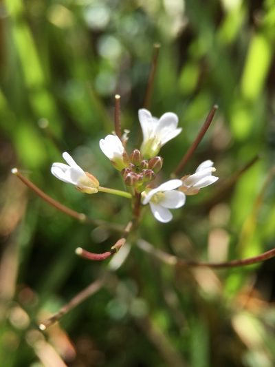 Cardamine scutata, photographed by Norio Nomura