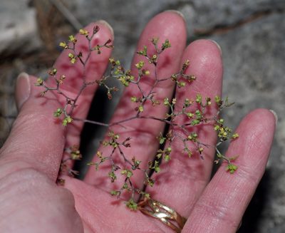Paronychia lindheimeri, photographed by Michelle W. （鍾偉瑋）