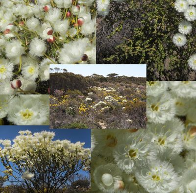 Verticordia roei, photographed by Margaret Langley