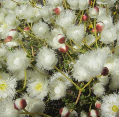 Verticordia roei, photographed by Margaret Langley